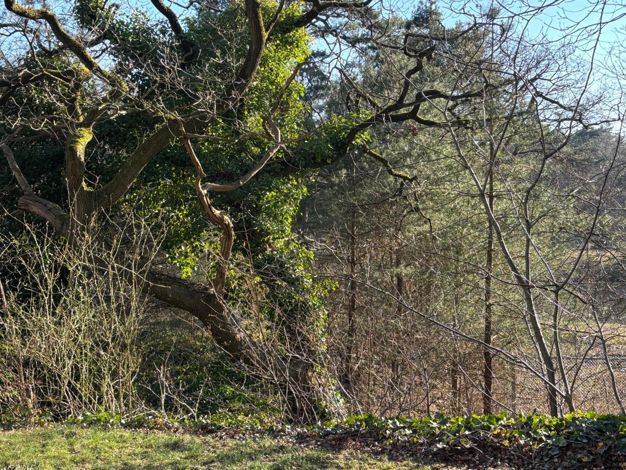 Vakantiehuis De Witte Bergen IJhorst Eksteriør bilde